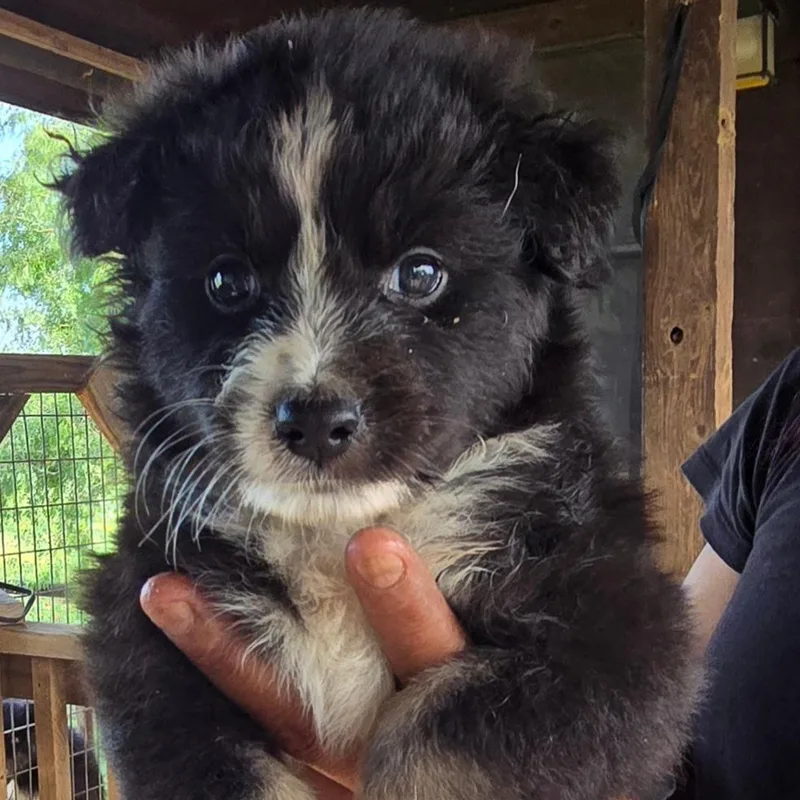 A baby small-sized male Black Chihuahua dog named Ike for adoption in Floresville, TX