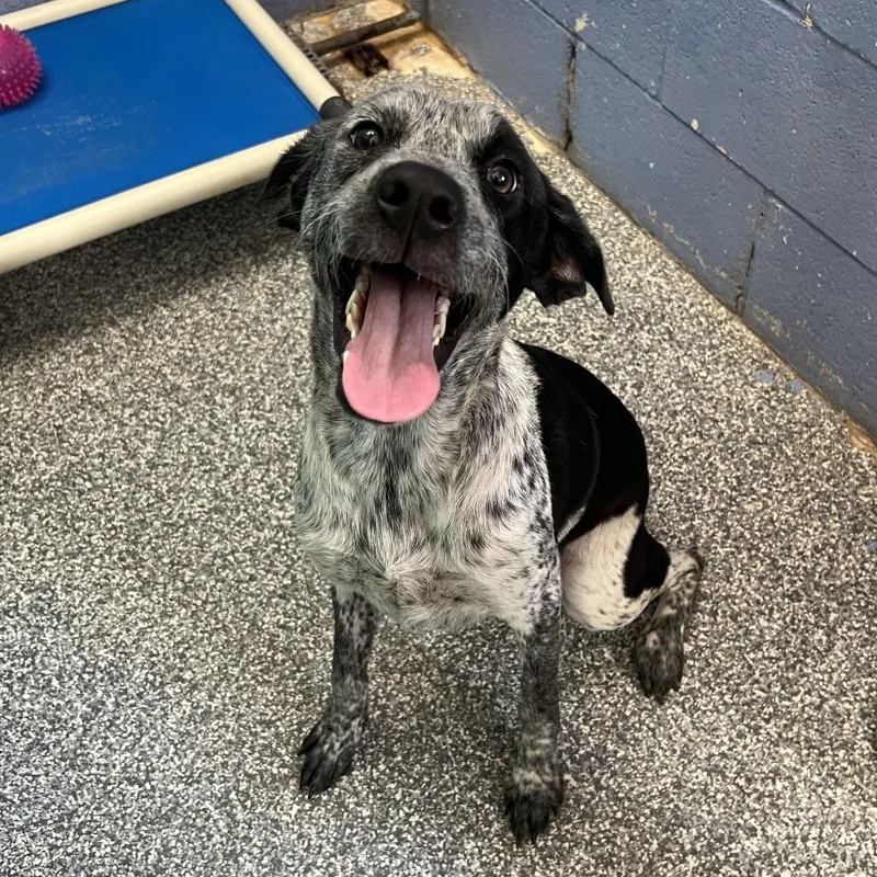 An adult medium-sized female Black Australian Cattle Dog / Blue Heeler dog named Dixie for adoption in Stillwater, OK