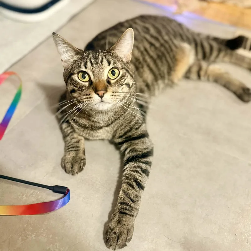 A young medium-sized male Tabby (Brown / Chocolate) Domestic Short Hair cat named Te`o for adoption in Royal Oak, MI