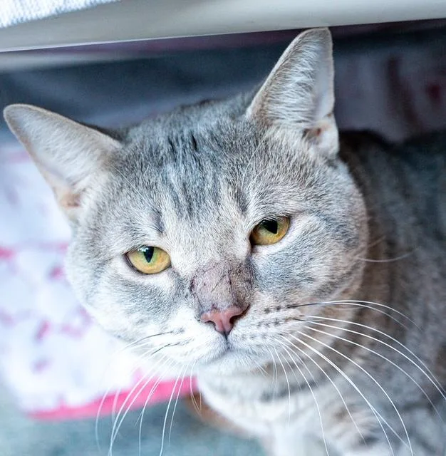 A young medium-sized male Domestic Short Hair cat named Mickey for adoption in Boston, MA