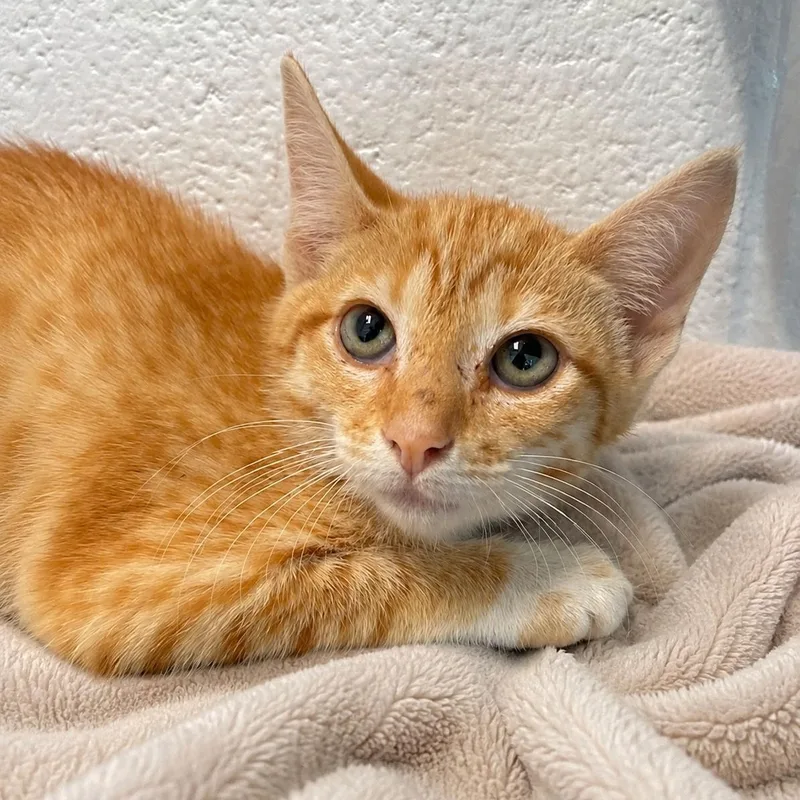 A young medium-sized female Domestic Short Hair cat named Tizzy for adoption in Stafford, VA