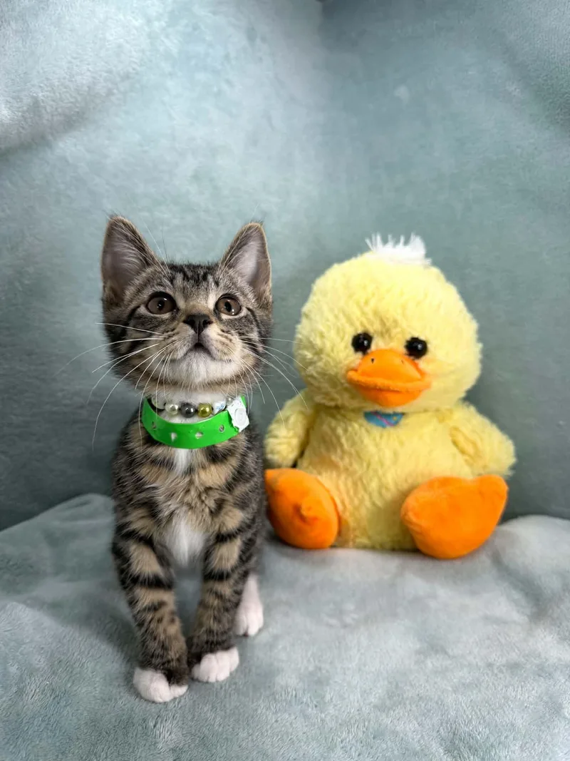 A baby small-sized male Tabby cat named Tuna for adoption in Tavares, FL