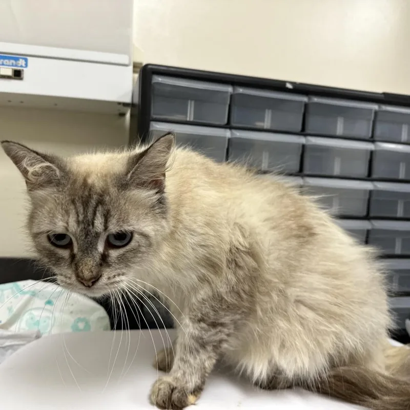 An adult medium-sized female Domestic Short Hair cat named Morning Glory for adoption in Red House, WV