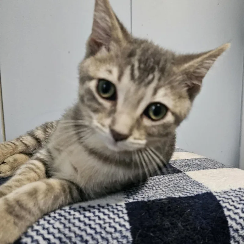 A young small-sized male Gray / Blue / Silver Domestic Short Hair cat named Aspen for adoption in Danville, IL