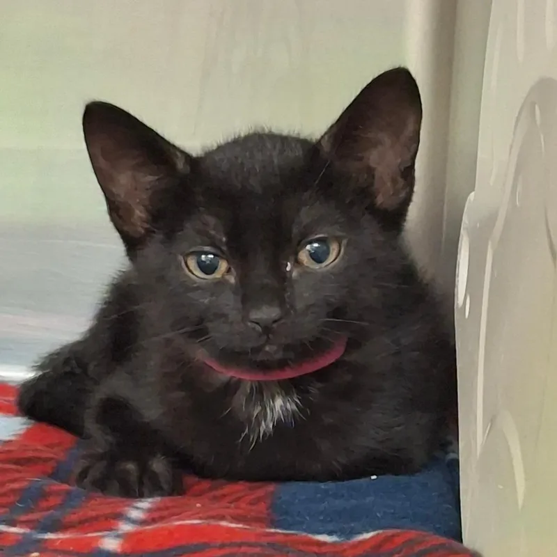 A baby small-sized female Black Domestic Short Hair cat named Black Cobra for adoption in Lakeland, FL