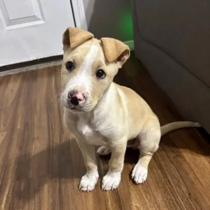 A young medium-sized male White / Cream American Staffordshire Terrier dog named Pecos for adoption in Houston, TX