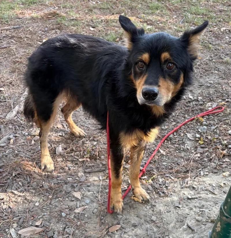 A senior medium-sized female Collie dog named Bandie for adoption in Little Rock, AR