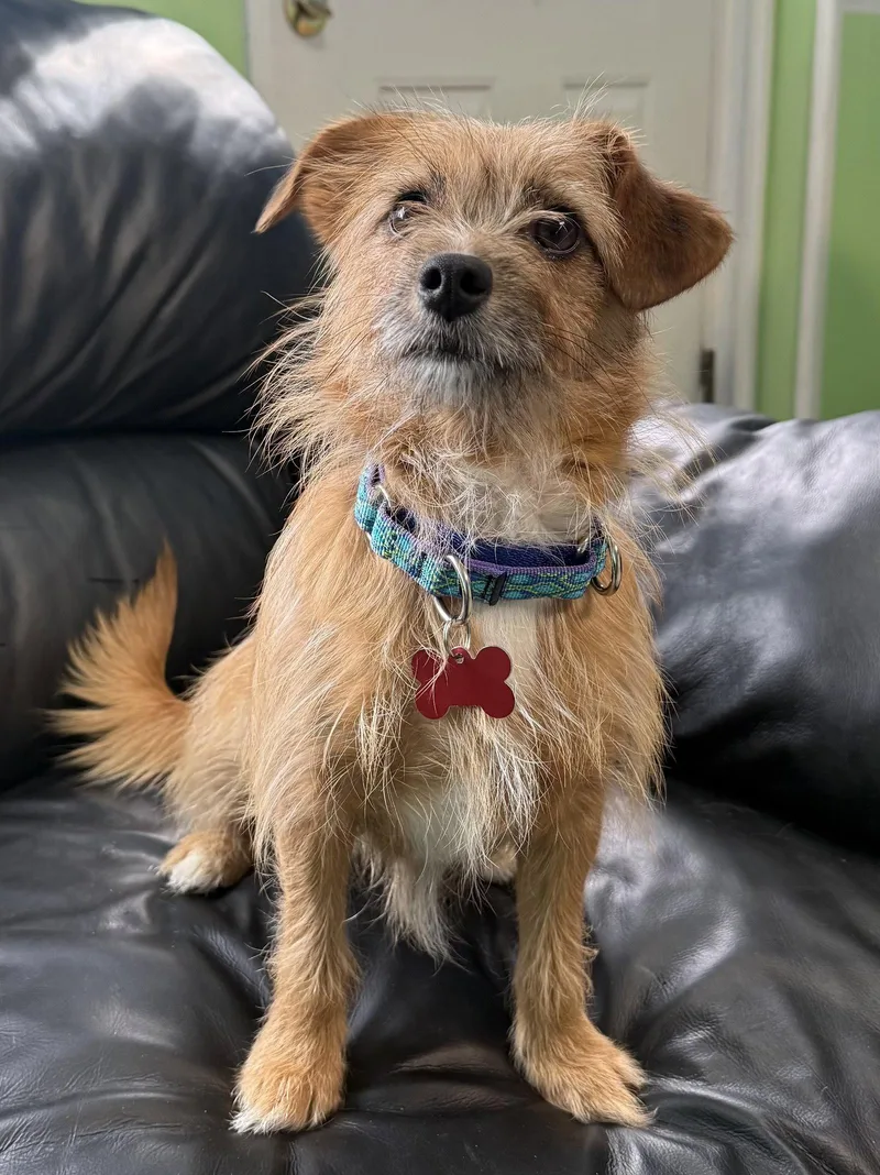 A young small-sized female Terrier dog named Melissa for adoption in Spring Lake, NJ