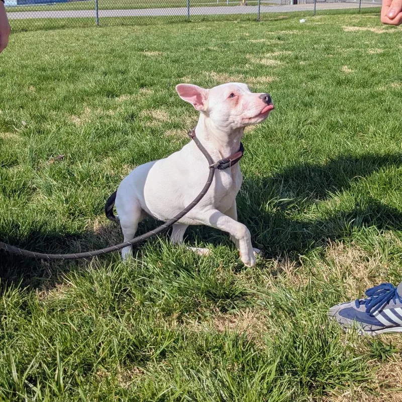 An adult medium-sized female White / Cream Mixed Breed dog named Rhi for adoption in Danville, KY