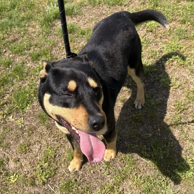 A young medium-sized male Black Shepherd dog named Ozzie for adoption in Greenville, SC