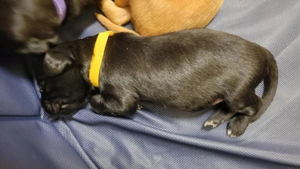 A baby large-sized female Flat-Coated Retriever dog named Billy Jean Jr for adoption in Kennewick, WA