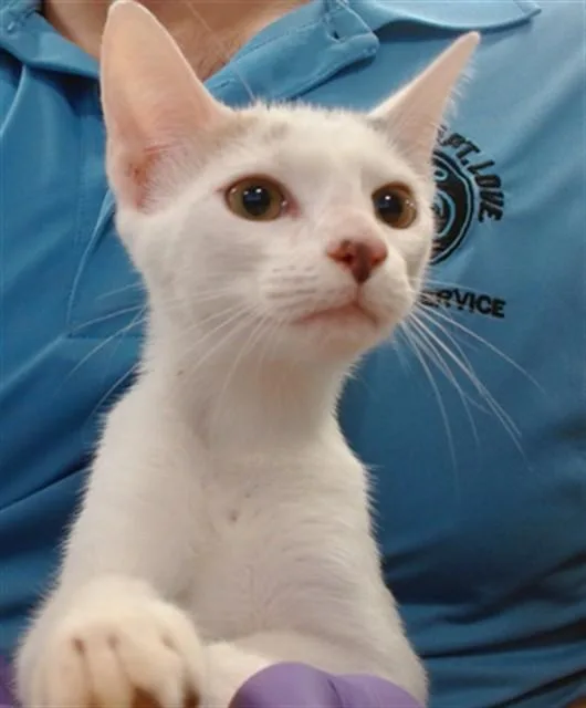 A baby small-sized female Domestic Short Hair cat named Prue for adoption in Miami, FL