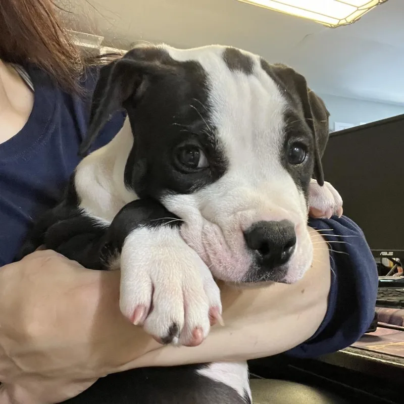 A baby small-sized male Black Pit Bull Terrier dog named Chonk for adoption in Newark, NJ