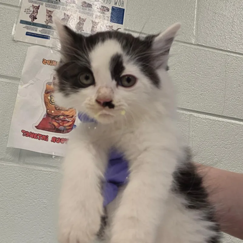 A baby small-sized female White Domestic Short Hair cat named Bong for adoption in Chattanooga, TN