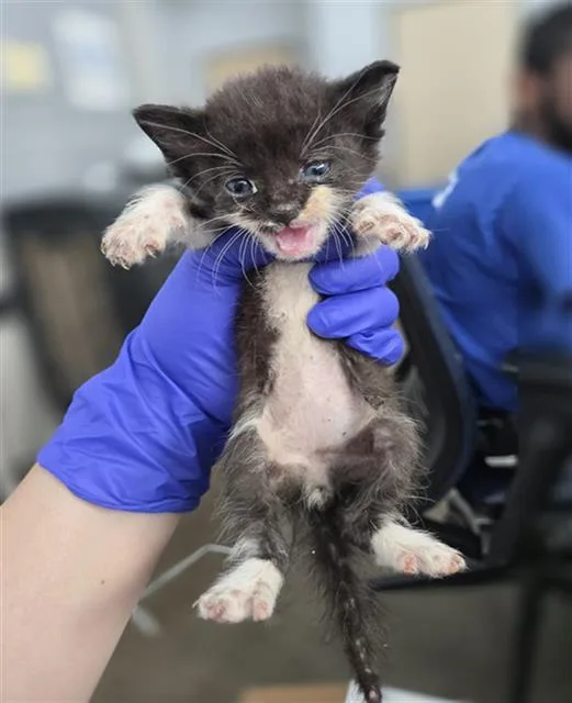 A baby medium-sized male Domestic Short Hair cat named Oslo for adoption in Dallas, TX