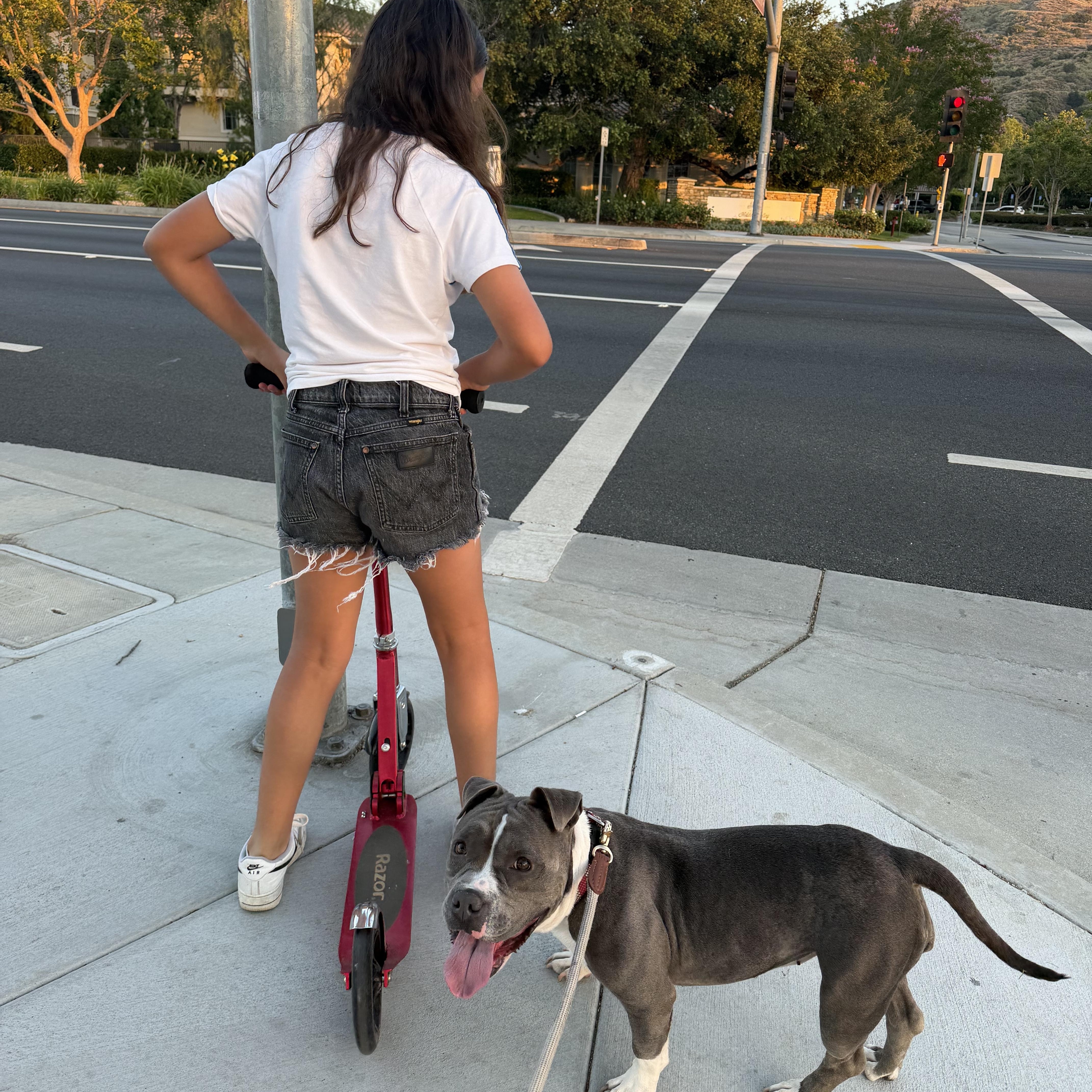 An adult large-sized female American Staffordshire Terrier dog named Luna for adoption in Marina del Rey, CA