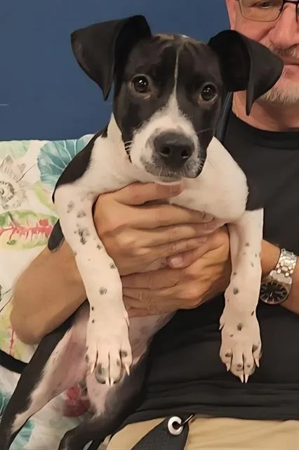A baby small-sized female American Bulldog dog named Holmes for adoption in Brunswick, GA