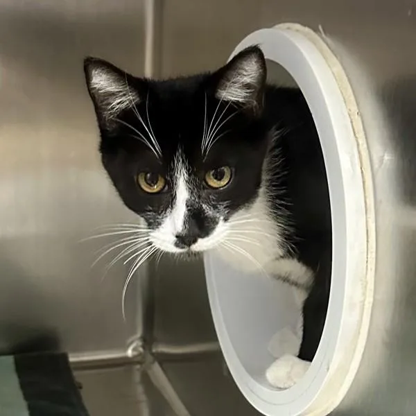 A baby small-sized male Domestic Short Hair cat named Eggs for adoption in Walnut Creek, CA
