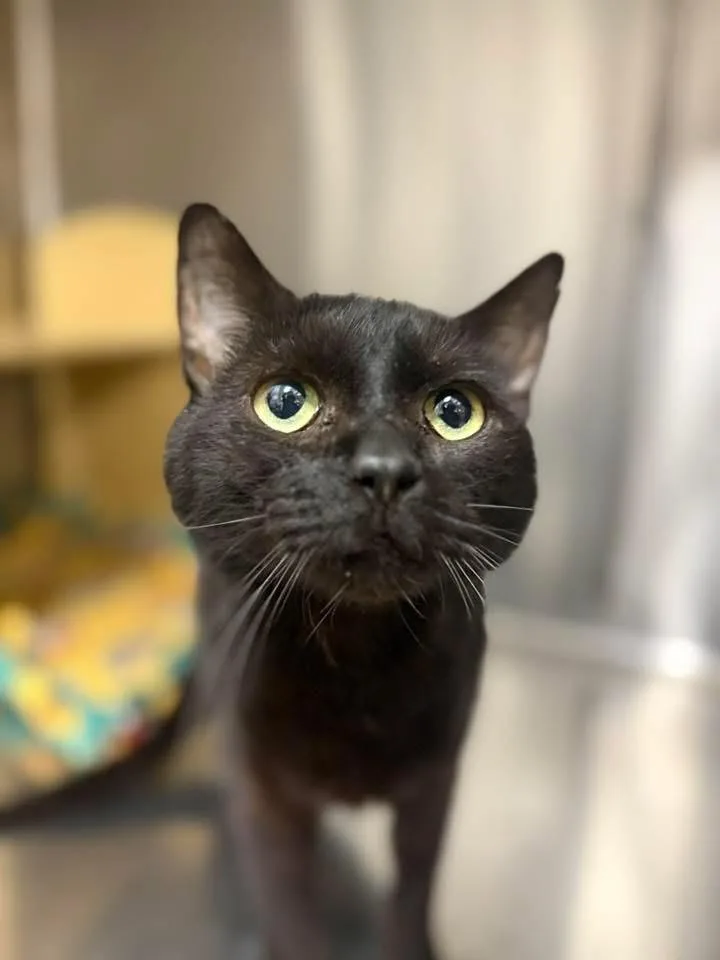 An adult medium-sized male Black Domestic Short Hair cat named Poe for adoption in Chandler, AZ
