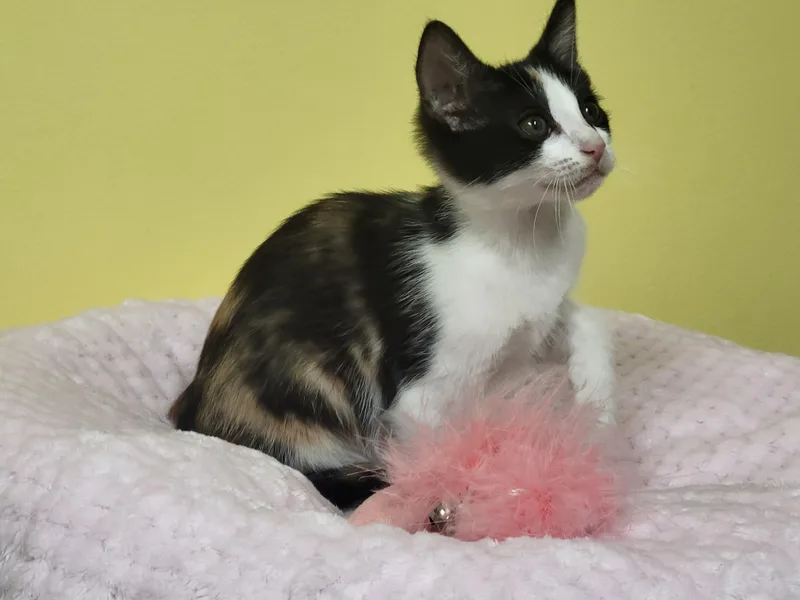 A baby medium-sized female Calico Domestic Short Hair cat named Fancy for adoption in Memphis, TN