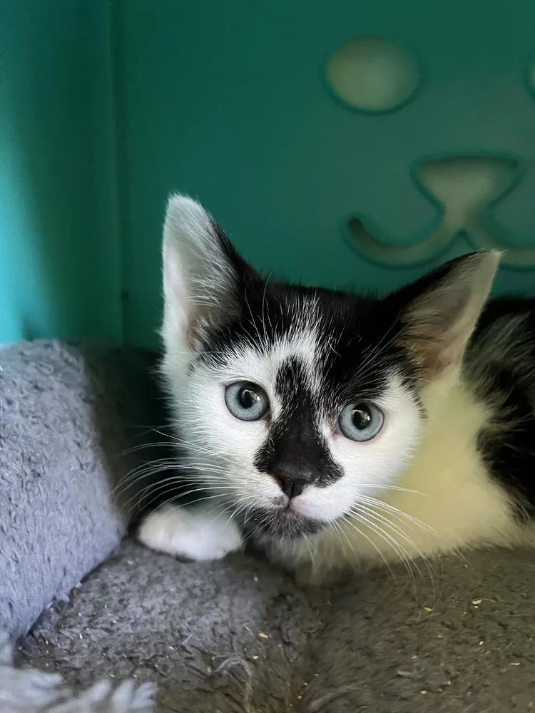 A baby medium-sized female Black & White / Tuxedo Domestic Short Hair cat named Calibri for adoption in Emerald Isle, NC