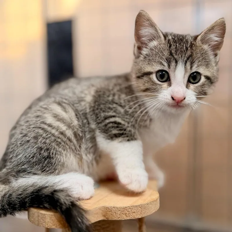 A baby small-sized female Black Domestic Medium Hair cat named Aspen for adoption in Green Bay, WI