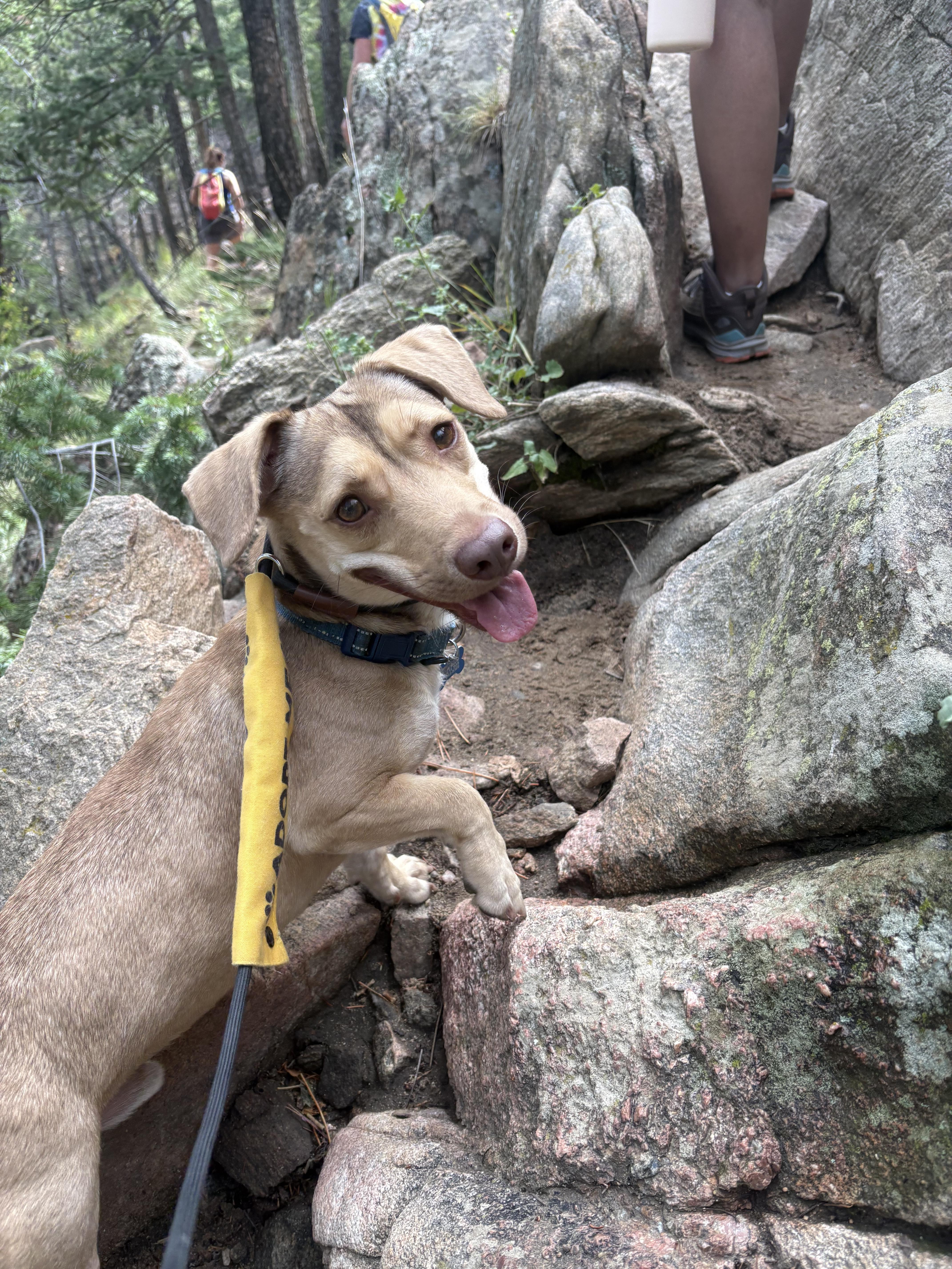 Ollie thumbnail 6