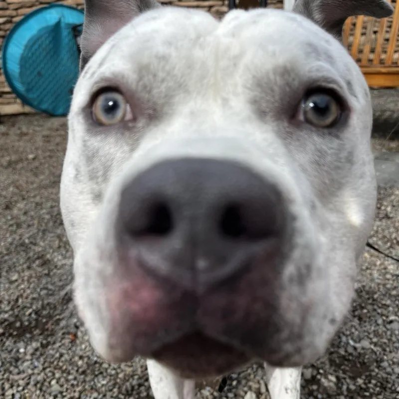 A young large-sized male White / Cream Mixed Breed dog named Rocky for adoption in Fairport, NY