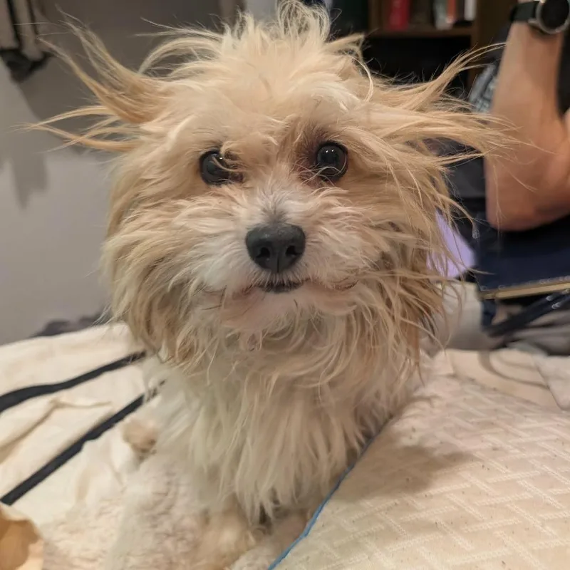 An adult small-sized male White / Cream Maltese dog named Doms for adoption in Los Angeles, CA