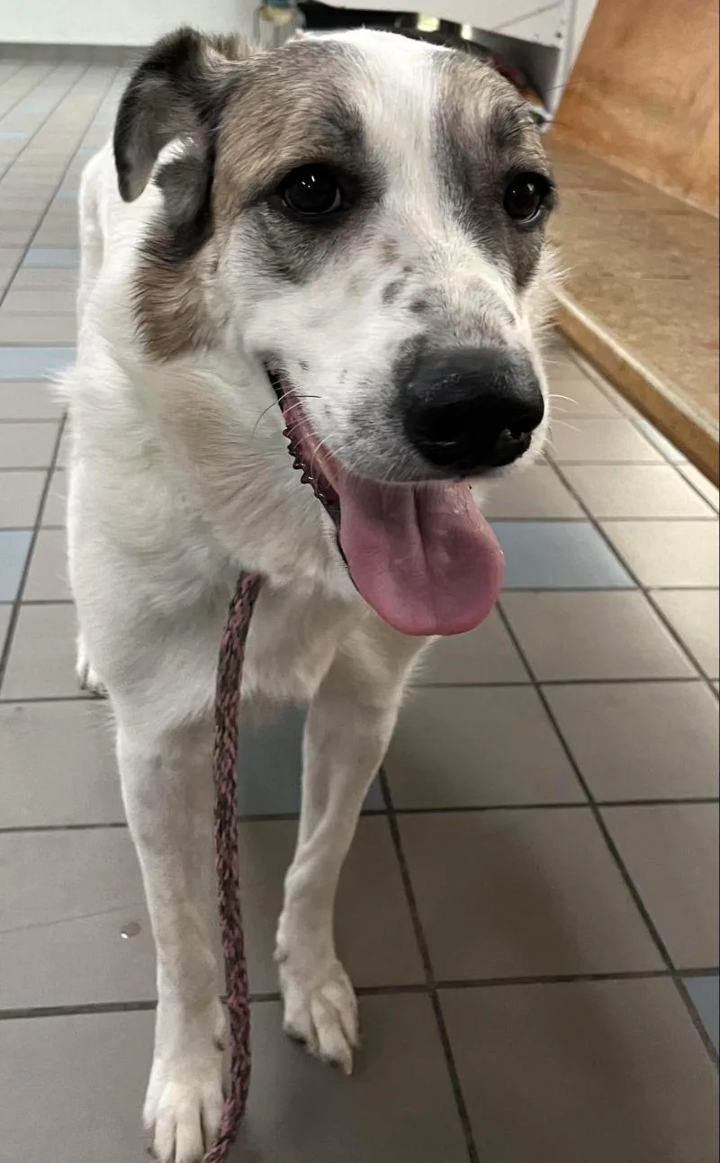 Ms. Lady The Great thumbnail 2