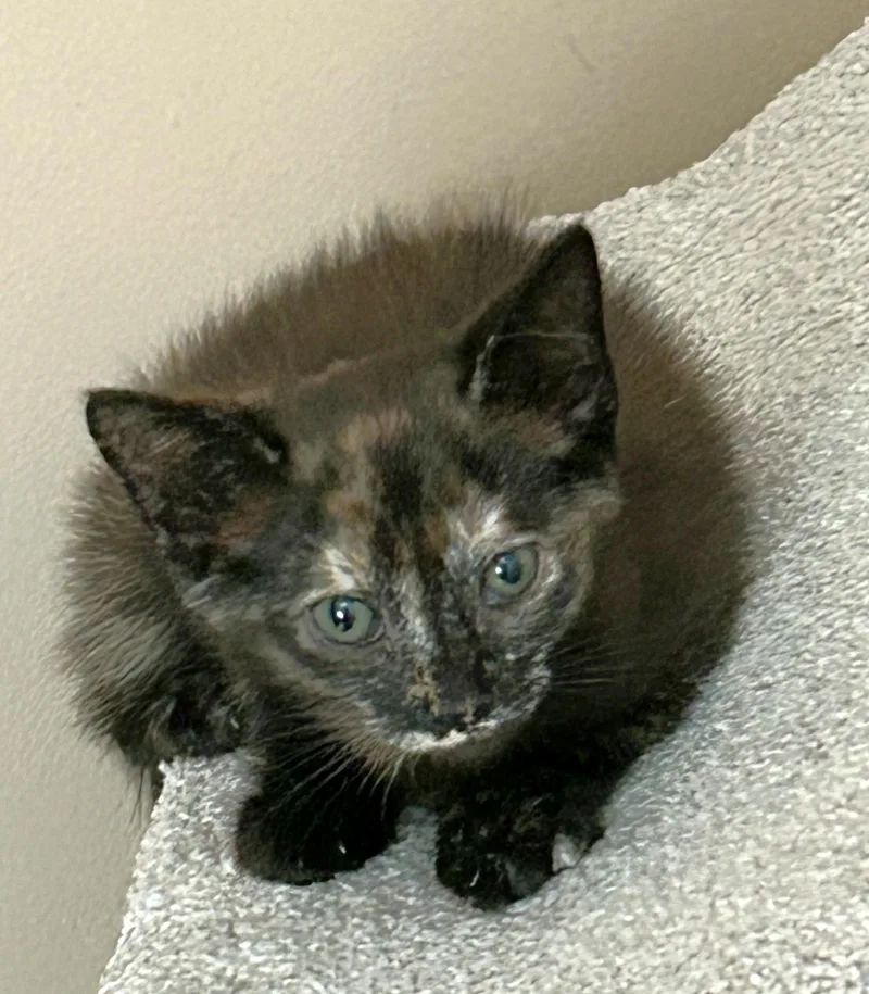 A baby medium-sized female Tortoiseshell cat named Matilda for adoption in Mt Pleasant, SC