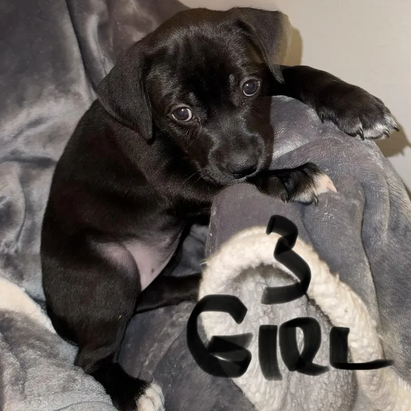 A baby medium-sized female Black Pit Bull Terrier dog named Puppy Girl for adoption in Weatherford, TX