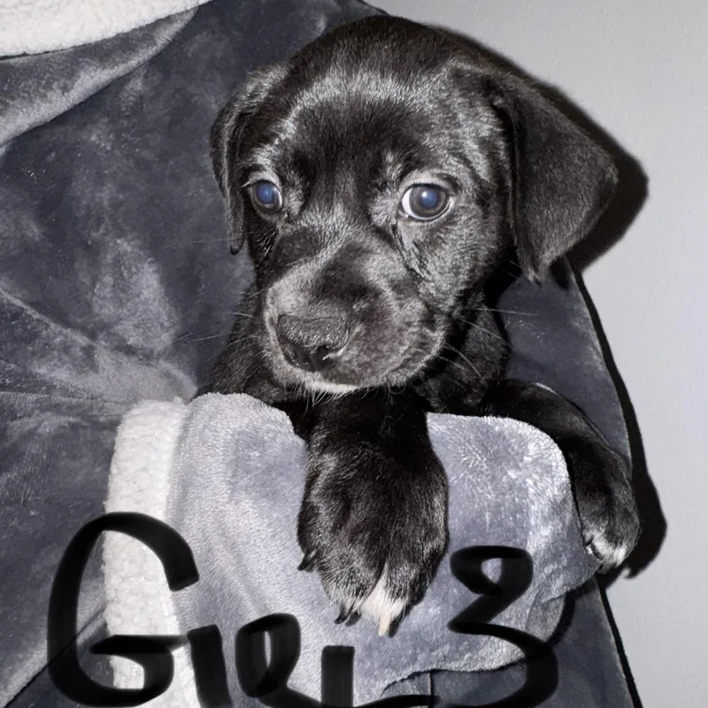 Puppy Girl thumbnail 3