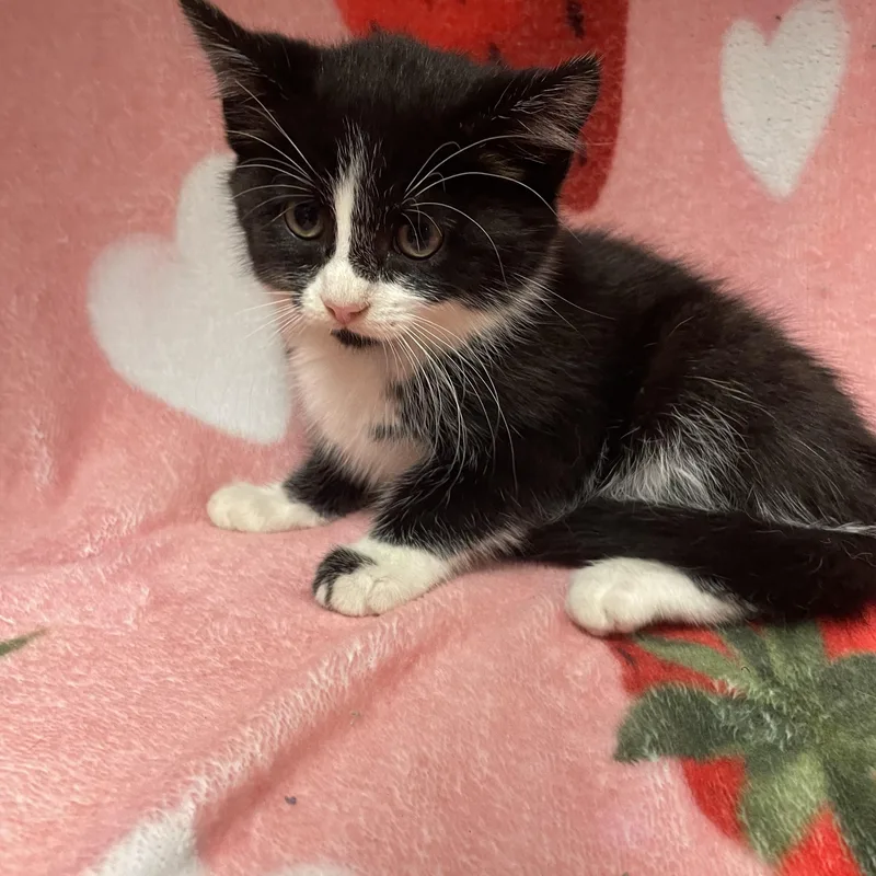 Mochi