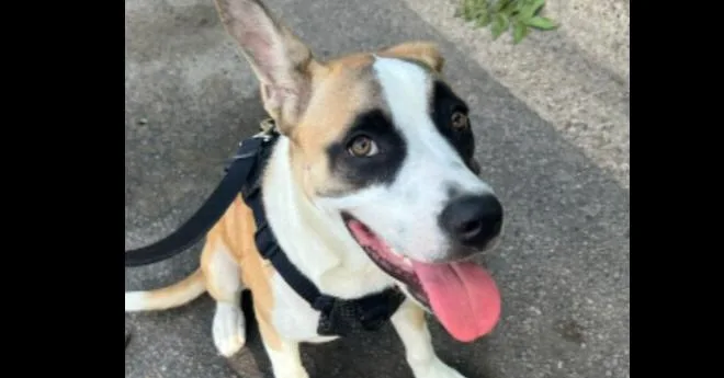 An adult medium-sized female Tricolor (Brown, Black, & White) Boxer dog named Lilli for adoption in Richardson, TX