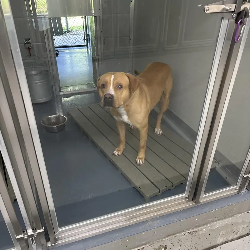 An adult large-sized male Terrier dog named TBone for adoption in Galax, VA