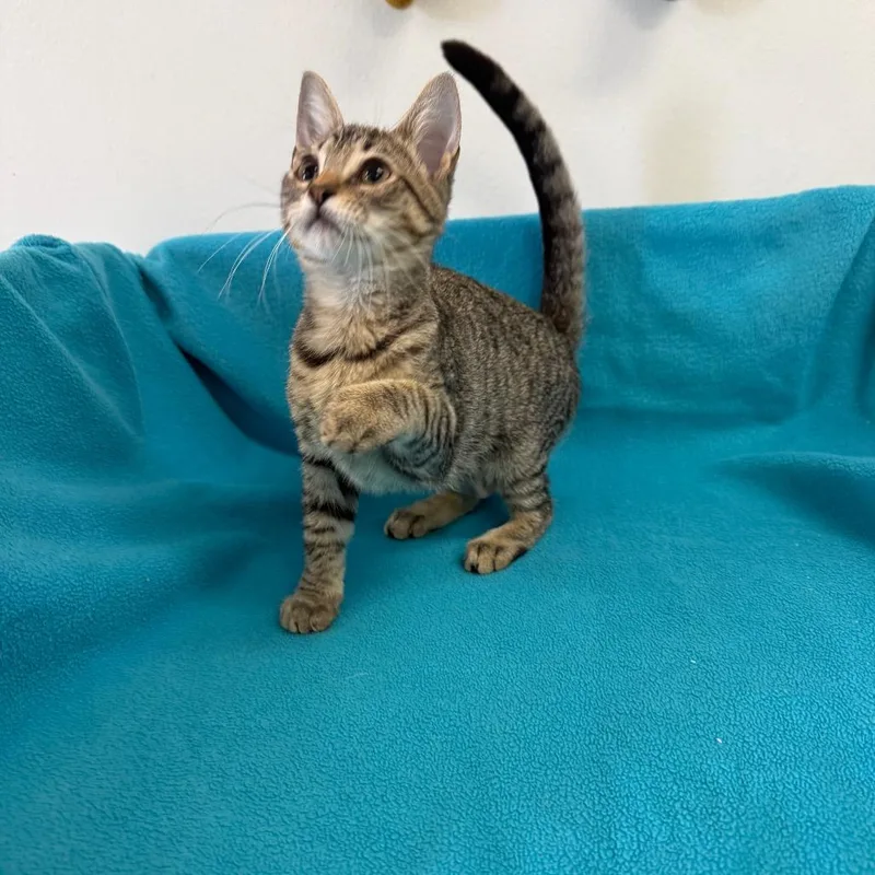 A baby small-sized female Brown / Chocolate Domestic Short Hair cat named Caity for adoption in Houston, TX