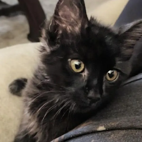 A baby small-sized female Black Domestic Long Hair cat named Nbc for adoption in Leander, TX