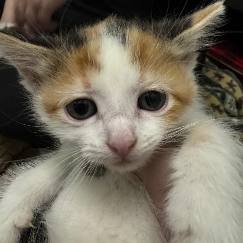 A baby small-sized female Calico Domestic Short Hair cat named Water Slide for adoption in Pekin, IL