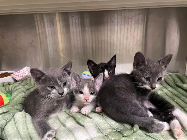 A baby small-sized male Domestic Short Hair cat named Duke for adoption in Tustin, CA