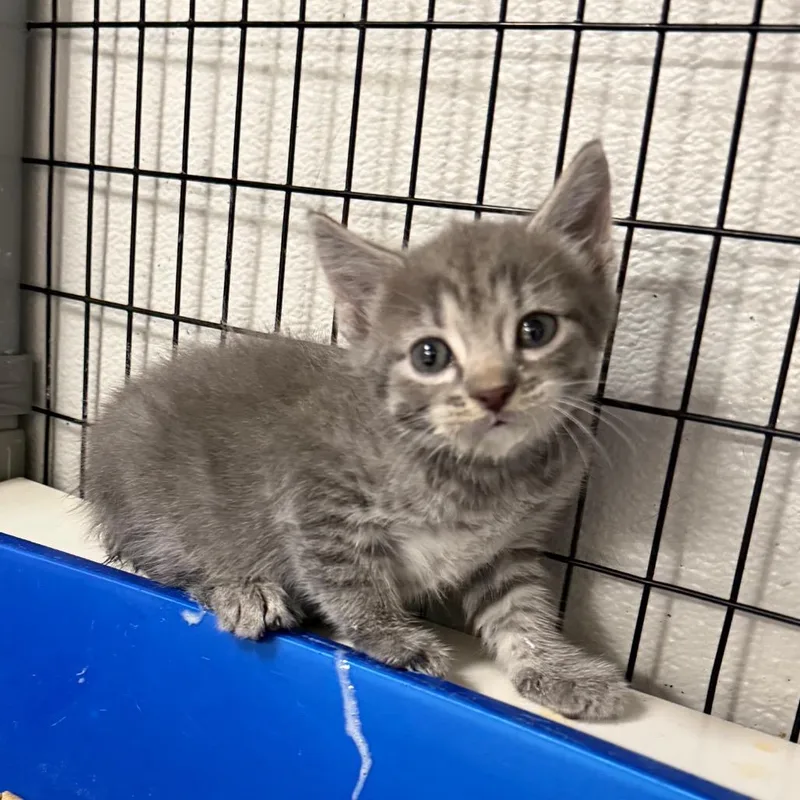A baby small-sized female Gray / Blue / Silver Domestic Short Hair cat named Felony Melony for adoption in Columbiana, AL