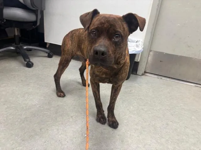 A young medium-sized male Staffordshire Bull Terrier dog named Bruno for adoption in Van Nuys, CA