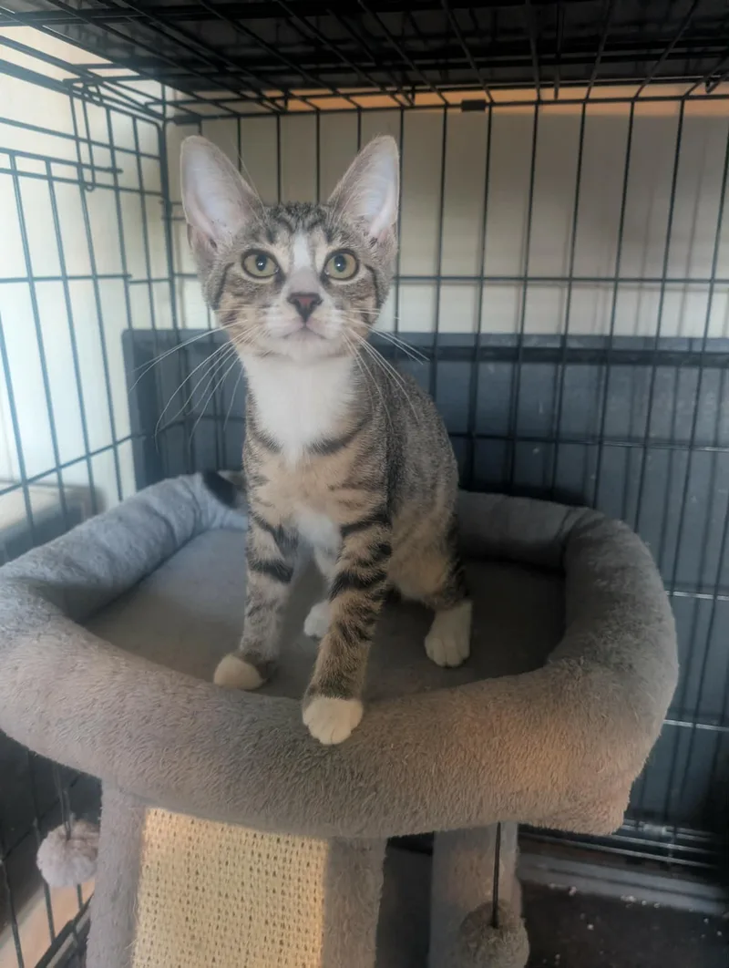 A baby medium-sized female Tabby (Brown / Chocolate) Domestic Short Hair cat named Hostess for adoption in fennville, MI