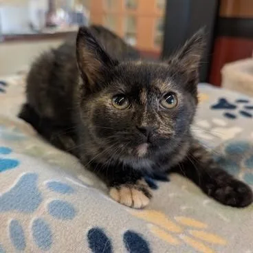A baby small-sized female Tortoiseshell Domestic Short Hair cat named Bernadette for adoption in Rochester, MN