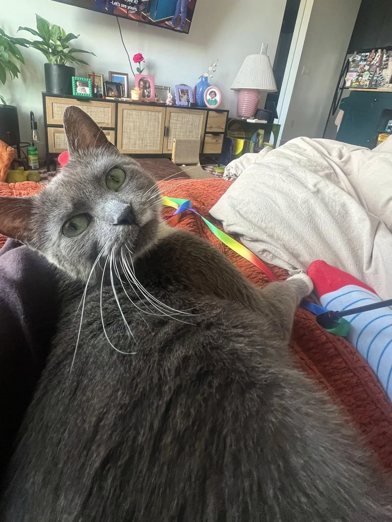 A young medium-sized female Gray & White Domestic Short Hair cat named Anya for adoption in Brooklyn, NY