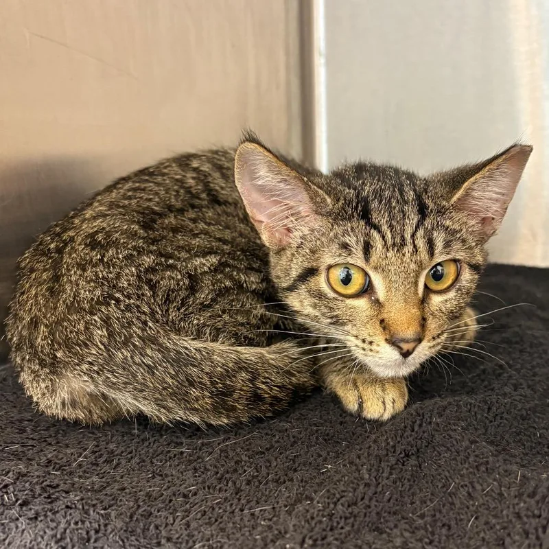 A baby small-sized female Domestic Short Hair cat named Fiona for adoption in Englewood, FL