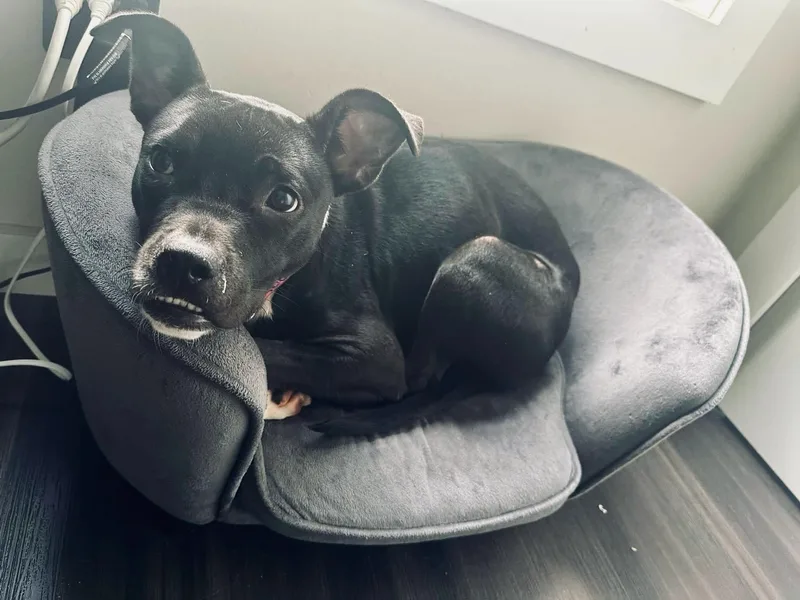 An adult medium-sized female Black Terrier dog named Nova for adoption in Grosse Pointe Park, MI