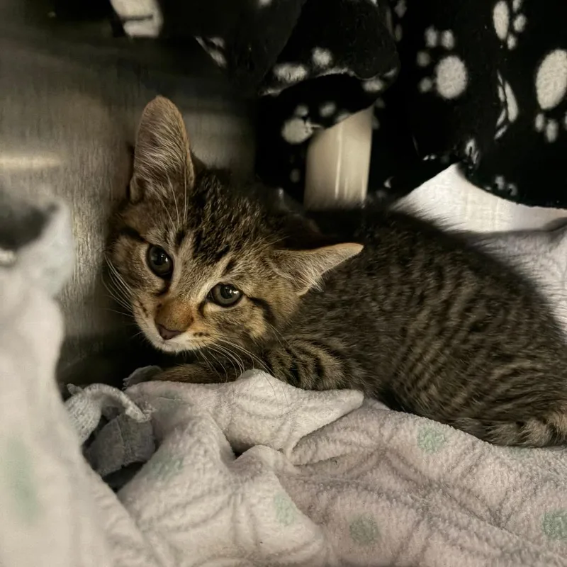 A baby small-sized male Brown / Chocolate Domestic Short Hair cat named Brunson for adoption in Chicago, IL