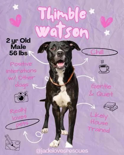 An adult large-sized male Mixed Breed dog named Thimble Watson for adoption in Atlanta, GA
