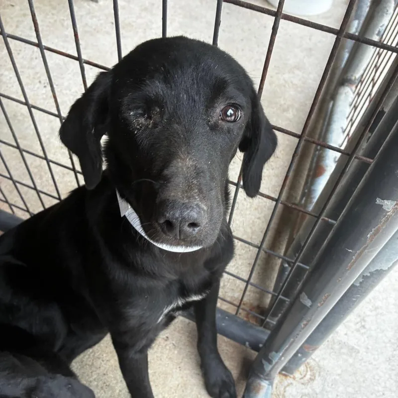 A young medium-sized female Black Labrador Retriever dog named Shego for adoption in Parrish, AL